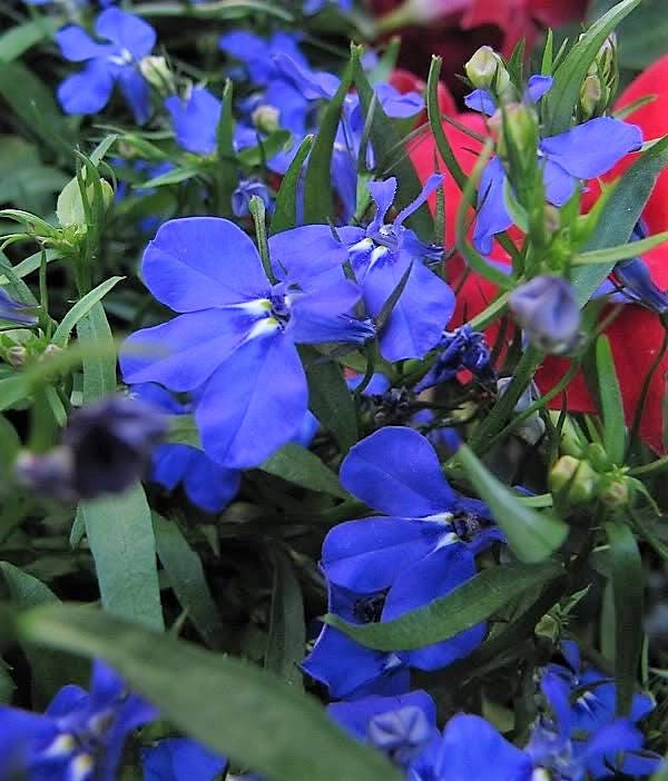 200 Electric Blue MONSOON LOBELIA Erinus Flower Seeds
