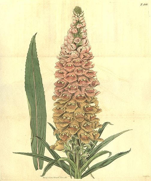50 RUSTY FOXGLOVE Hummingbird Flower Digitalis Ferruginea Yellow Herald Seeds