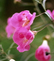 100 FALSE SLENDERLEAF FOXGLOVE Purple Gerardia Agalinis Tenuifolia Flower Seeds