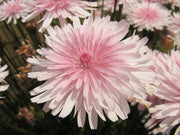 25 PINK HAWKSBEARD Crepis Rubra Flower Seeds Everlasting Daisy Two Tone Double