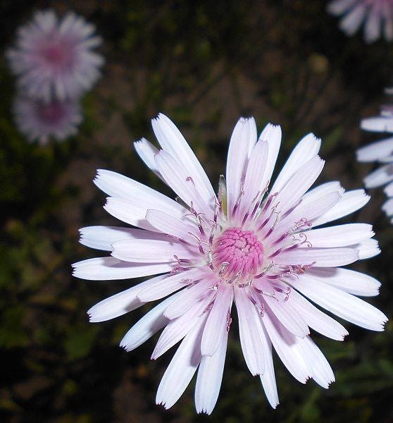 25 PINK HAWKSBEARD Crepis Rubra Flower Seeds Everlasting Daisy Two Tone Double
