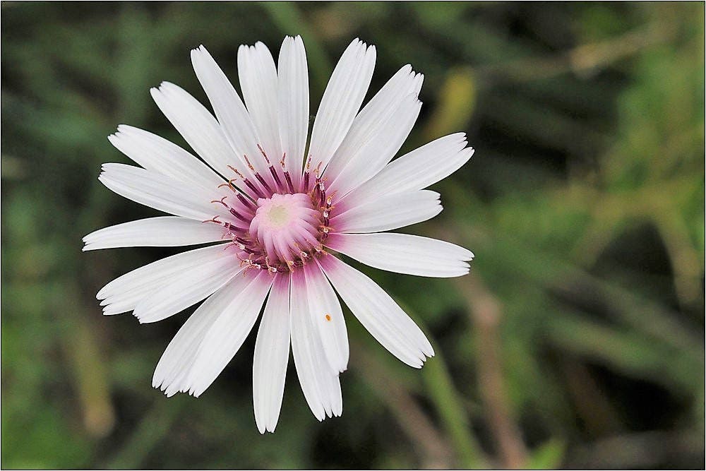 25 PINK HAWKSBEARD Crepis Rubra Flower Seeds Everlasting Daisy Two Tone Double