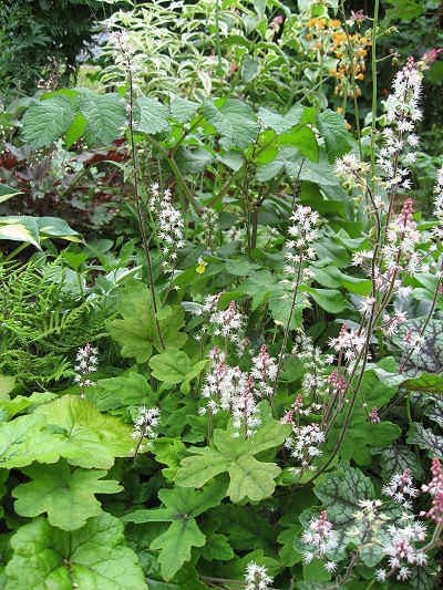 20 SUGAR SCOOP FOAMFLOWER White Tiarella Trifoliata Laceflower Flower Seeds
