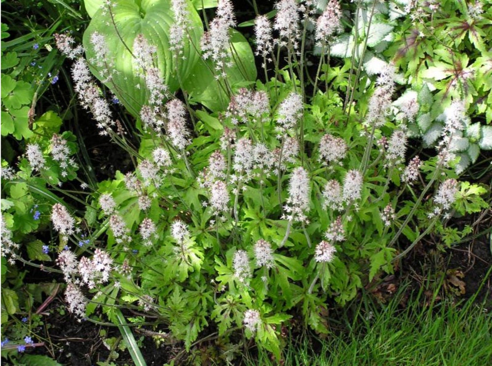 20 SUGAR SCOOP FOAMFLOWER White Tiarella Trifoliata Laceflower Flower Seeds