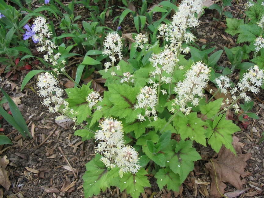 20 SUGAR SCOOP FOAMFLOWER White Tiarella Trifoliata Laceflower Flower Seeds