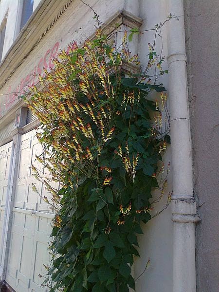 10 FIRECRACKER VINE Flower Mina Lobata Exotic Love Spanish Flag Ipomoea Seeds