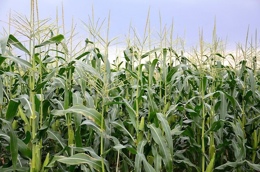 50 Miniature CUTIE POPS POPCORN Corn Multicolored Mini Mix Zea Mays Seeds