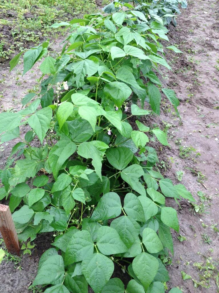 50 BURPEE STRINGLESS Green Pod BEAN French Phaseolus Vulgaris Vegetable Seeds