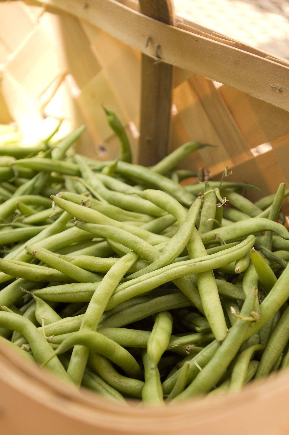 50 BURPEE STRINGLESS Green Pod BEAN French Phaseolus Vulgaris Vegetable Seeds