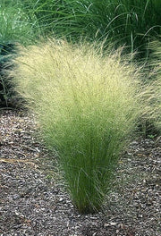 25 MEXICAN FEATHER GRASS Pony Tails Ornamental Stipa Tenuissima Seeds Wind Whisp