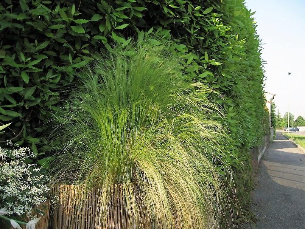 25 MEXICAN FEATHER GRASS Pony Tails Ornamental Stipa Tenuissima Seeds Wind Whisp