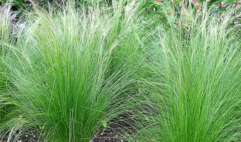 25 MEXICAN FEATHER GRASS Pony Tails Ornamental Stipa Tenuissima Seeds Wind Whisp