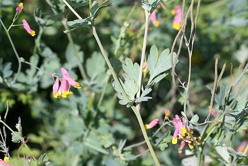50 ROCK HARLEQUIN Pink & Yellow Corydalis Sempervirens Flower Seeds