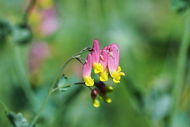 50 ROCK HARLEQUIN Pink & Yellow Corydalis Sempervirens Flower Seeds