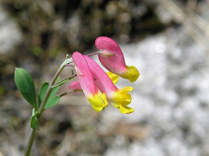50 ROCK HARLEQUIN Pink & Yellow Corydalis Sempervirens Flower Seeds