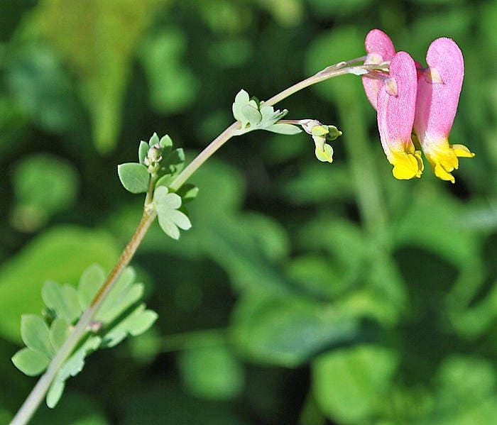 50 ROCK HARLEQUIN Pink & Yellow Corydalis Sempervirens Flower Seeds