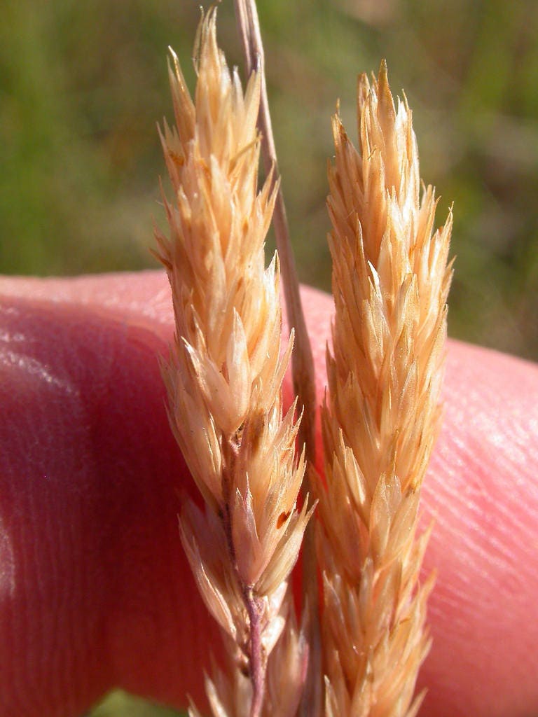 1500 PRAIRIE JUNEGRASS Koeleria Macrantha June Crested Hair Grass Flower Seeds