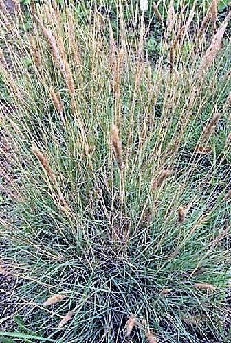 1500 PRAIRIE JUNEGRASS Koeleria Macrantha June Crested Hair Grass Flower Seeds