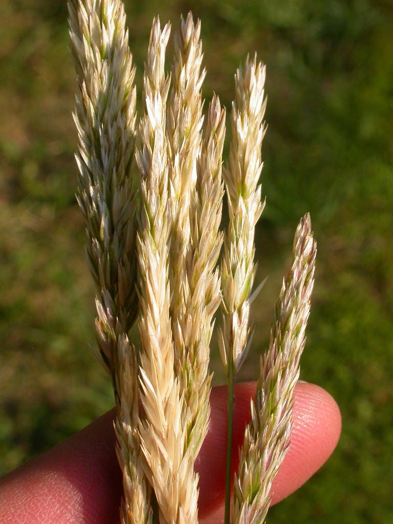 1500 PRAIRIE JUNEGRASS Koeleria Macrantha June Crested Hair Grass Flower Seeds