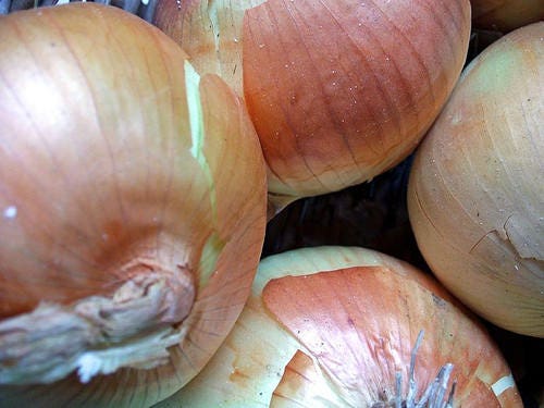 400 Texas EARLY GRANO ONION Large Sweet Yellow Allium Cepa Vegetable Seeds