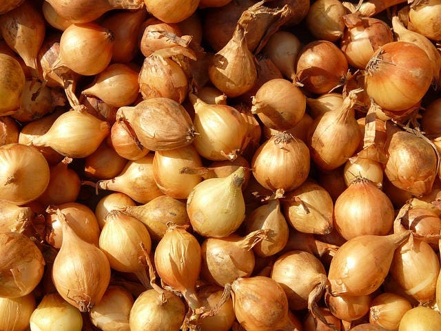 400 Texas EARLY GRANO ONION Large Sweet Yellow Allium Cepa Vegetable Seeds
