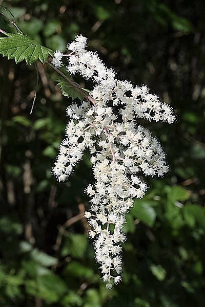 100 White OCEANSPRAY Shrub Creambush Mountain Spray Holodiscus Flower Seeds