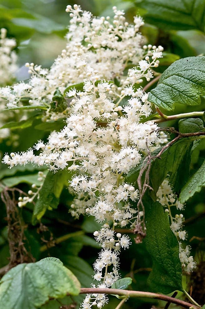 100 White OCEANSPRAY Shrub Creambush Mountain Spray Holodiscus Flower Seeds