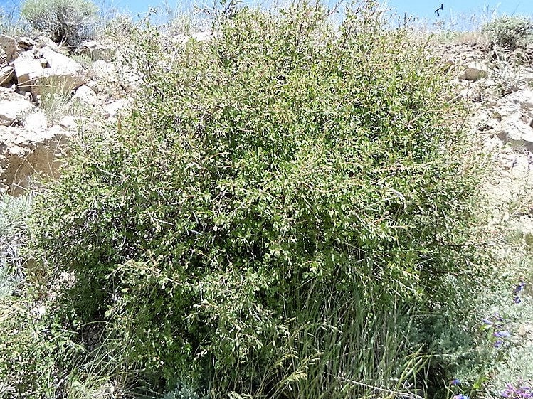 100 White OCEANSPRAY Shrub Creambush Mountain Spray Holodiscus Flower Seeds