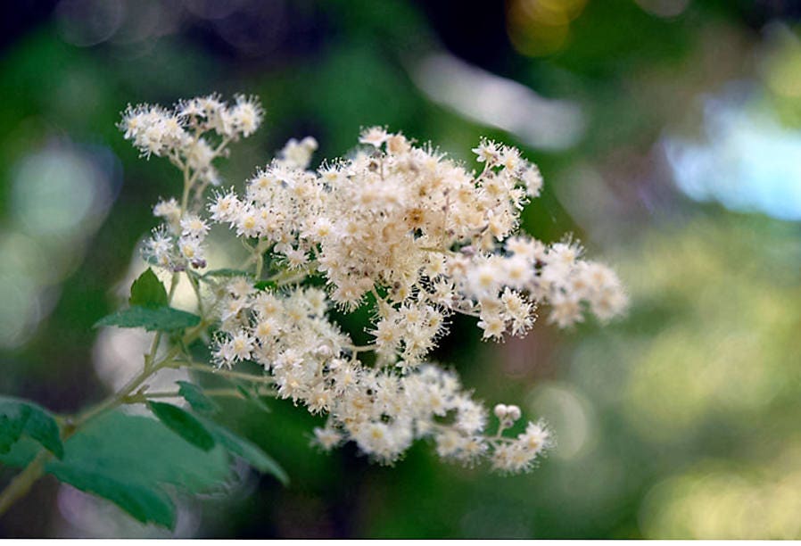 100 White OCEANSPRAY Shrub Creambush Mountain Spray Holodiscus Flower Seeds