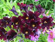 25 Chilean BLACK PAINTED TONGUE Salpiglossis Sinuata Paisley Flower Seeds
