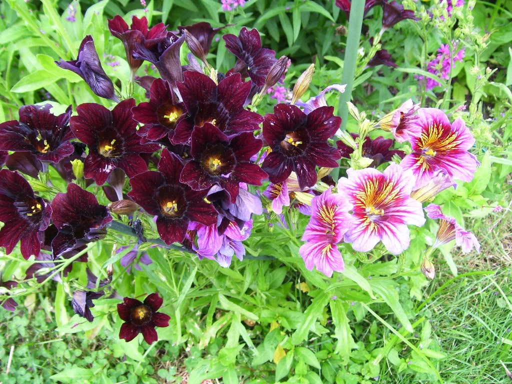 25 Chilean BLACK PAINTED TONGUE Salpiglossis Sinuata Paisley Flower Seeds