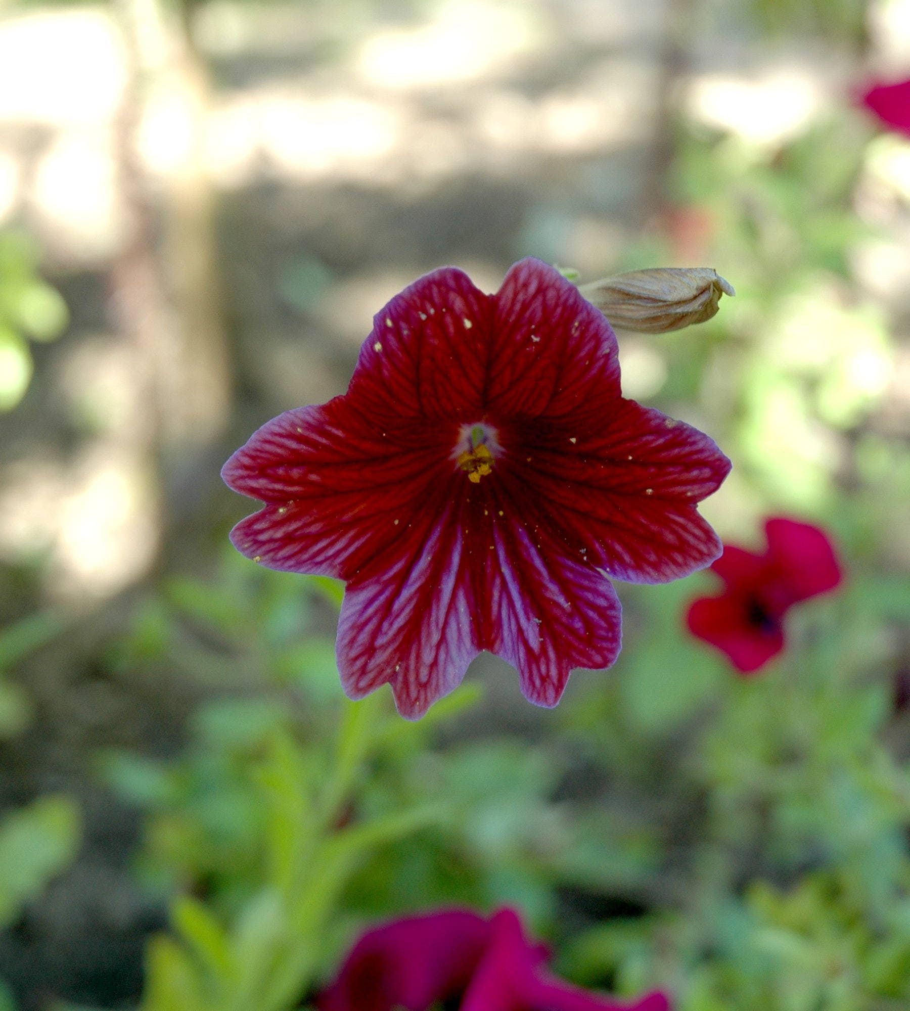 25 Chilean BLACK PAINTED TONGUE Salpiglossis Sinuata Paisley Flower Seeds