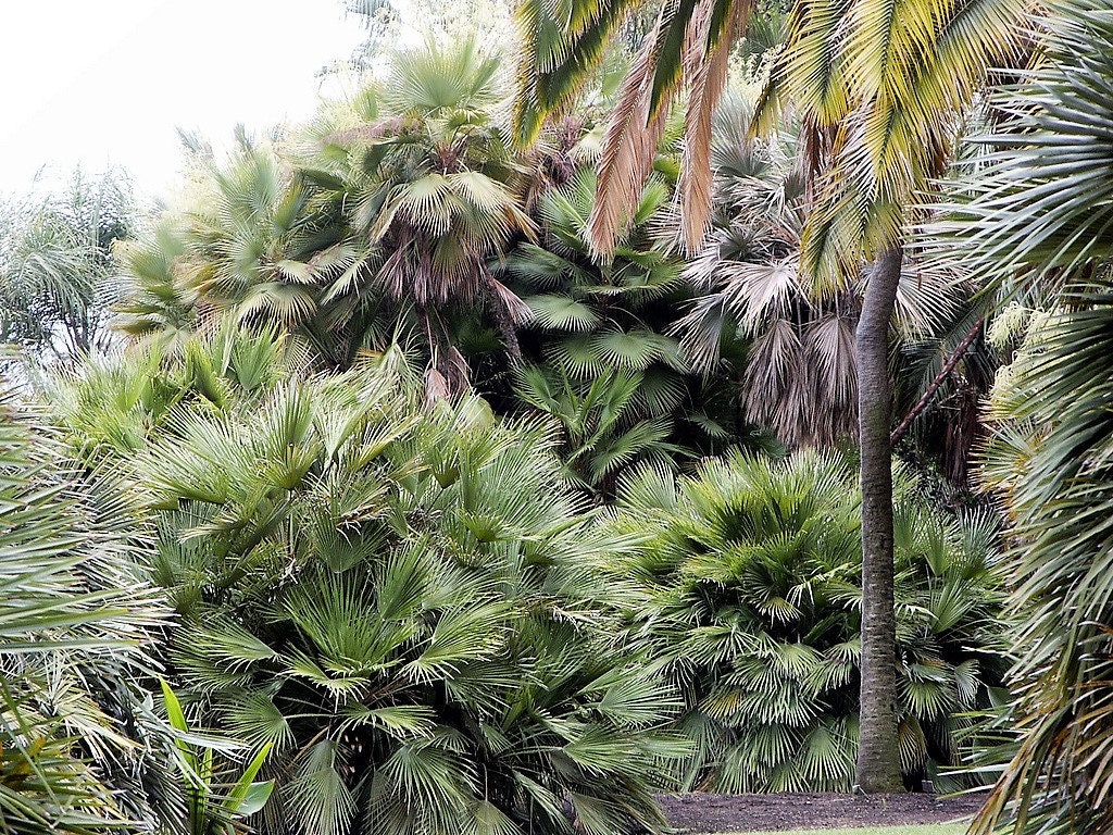 5 MEDITERRANEAN FAN PALM European Dwarf Tree Shrub Chamaerops Humilis Seeds