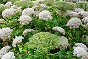 10 Madeira GIANT BLACK PARSLEY Parsnip Palm Melanoselinum Decipiens Flower Seeds