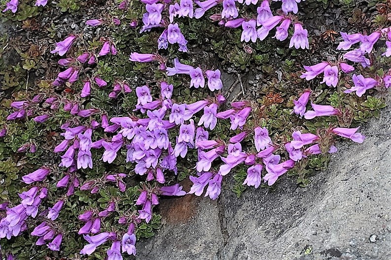 50 ALPINE PENSTEMON Davidsonii Davidson's Beardtongue Purple Flower Se ...