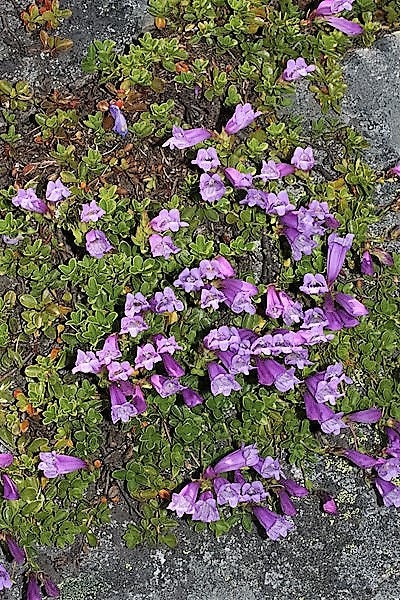 50 ALPINE PENSTEMON Davidsonii Davidson's Beardtongue Purple Flower Seeds