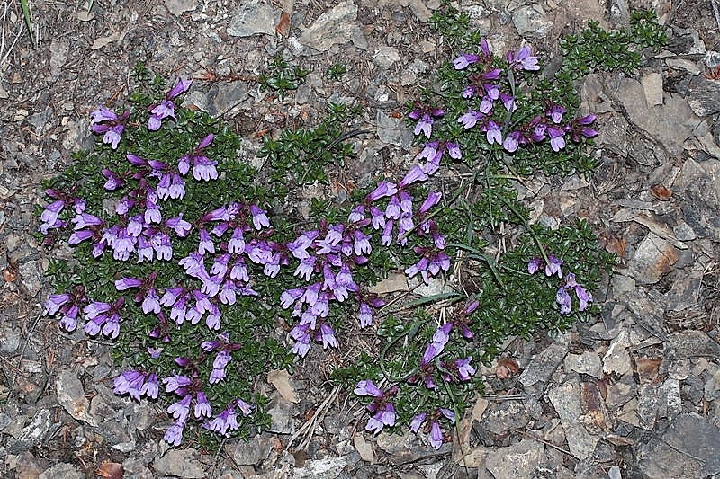 50 ALPINE PENSTEMON Davidsonii Davidson's Beardtongue Purple Flower Seeds