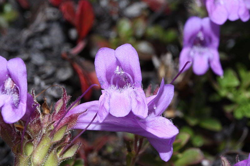 50 ALPINE PENSTEMON Davidsonii Davidson's Beardtongue Purple Flower Seeds