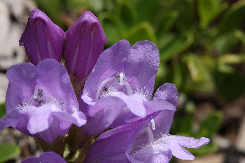 50 ALPINE PENSTEMON Davidsonii Davidson's Beardtongue Purple Flower Seeds