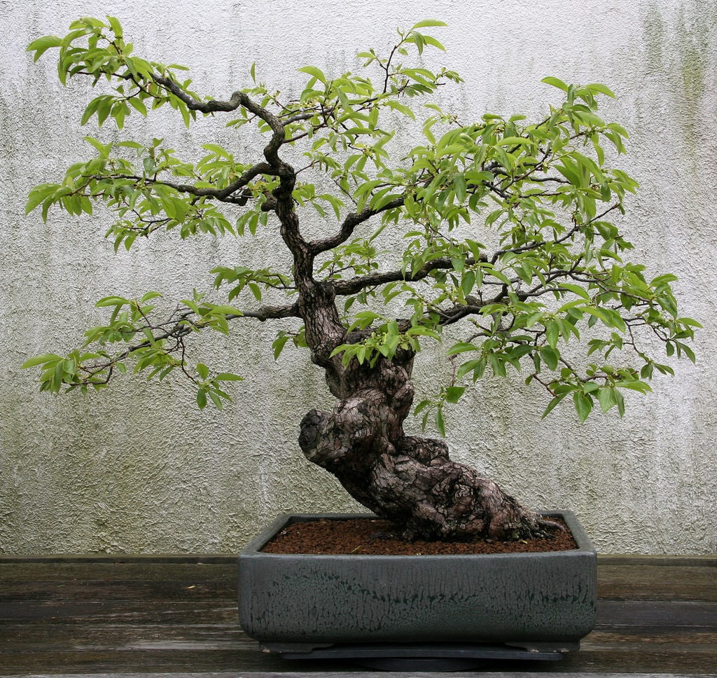 5 JAPANESE PERSIMMON Tree Asian Diospyros Kaki Orange Red Fruit Flower Seeds