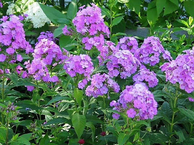 10 Tall PURPLE PHLOX Paniculata Garden Summer Native Hummingbird Flower Seeds