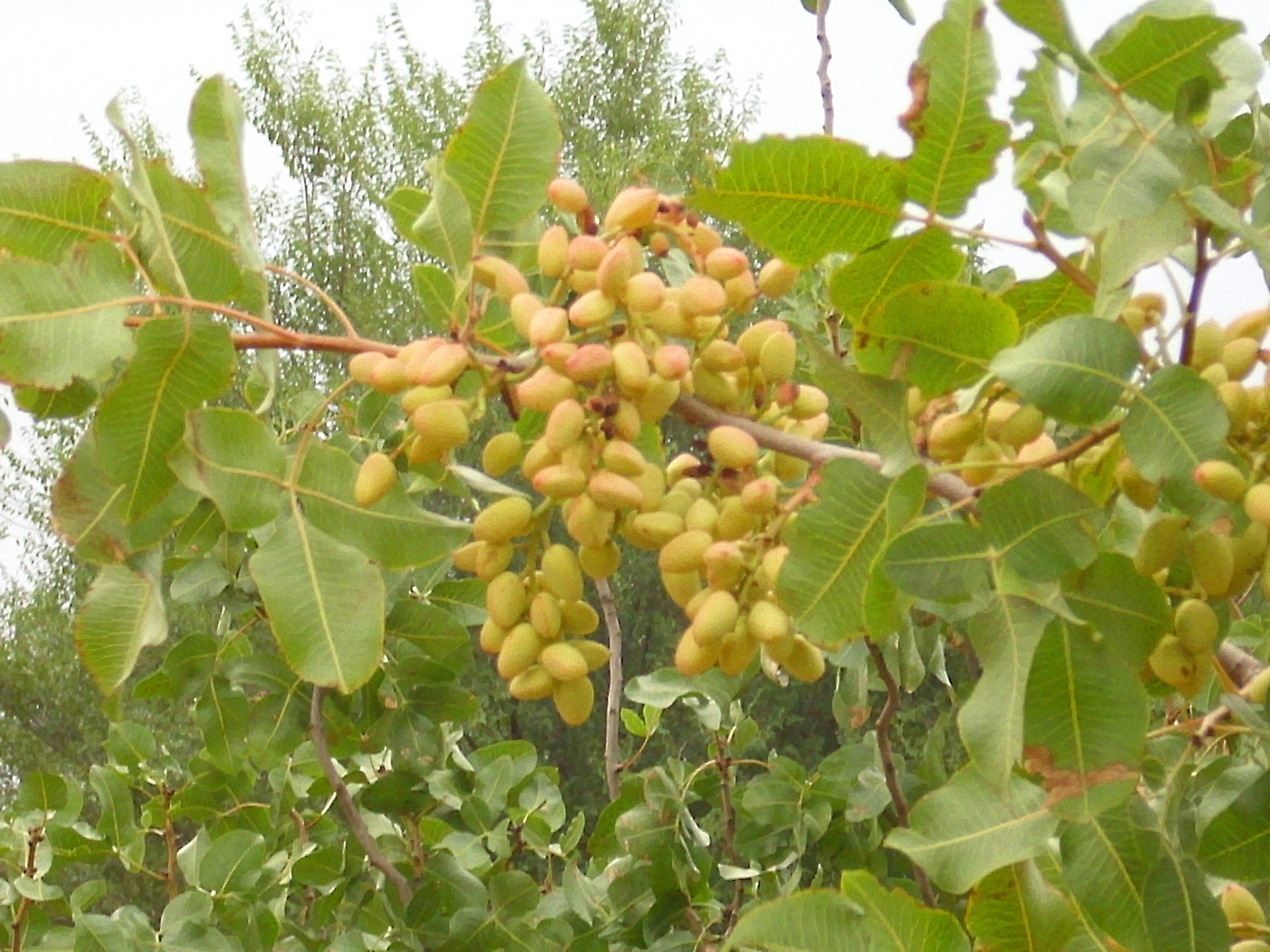 5 PISTACHIO NUT TREE Pistacia Vera Fruit Red Flowers Seeds