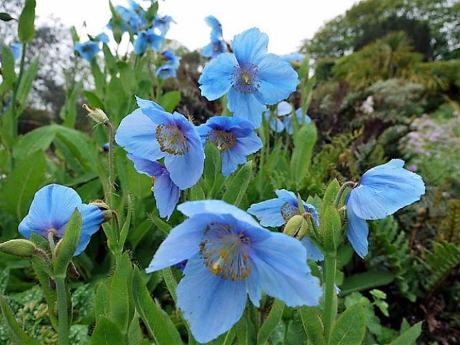 10 MIXED HIMALAYAN POPPY Blue Red Violet Meconopsis Napaulensis Mix Flower Seeds