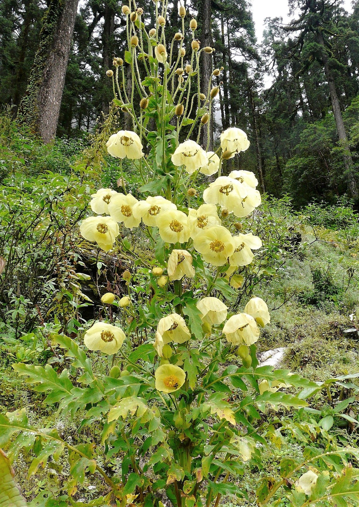 10 MIXED HIMALAYAN POPPY Blue Red Violet Meconopsis Napaulensis Mix Flower Seeds