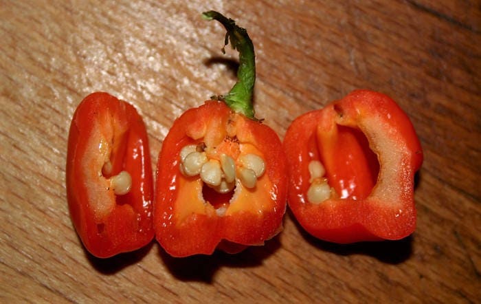40 Orange SCOTCH BONNET PEPPER very hot Jamaican Capsicum Chinense Vegetable Seeds