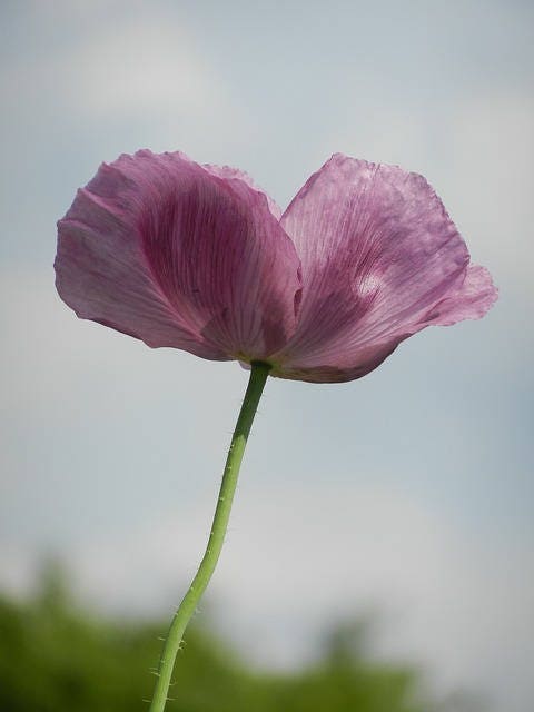 1000 SINGLE LILAC POPPY Papaver Somniferum Purple Heirloom Flower Seeds
