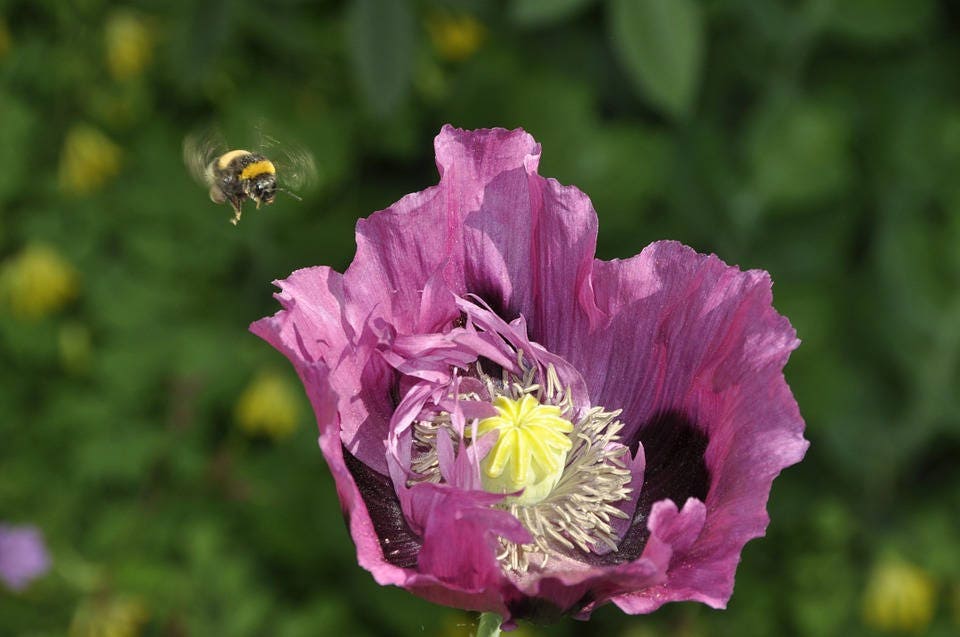 1000 SINGLE LILAC POPPY Papaver Somniferum Purple Heirloom Flower Seeds