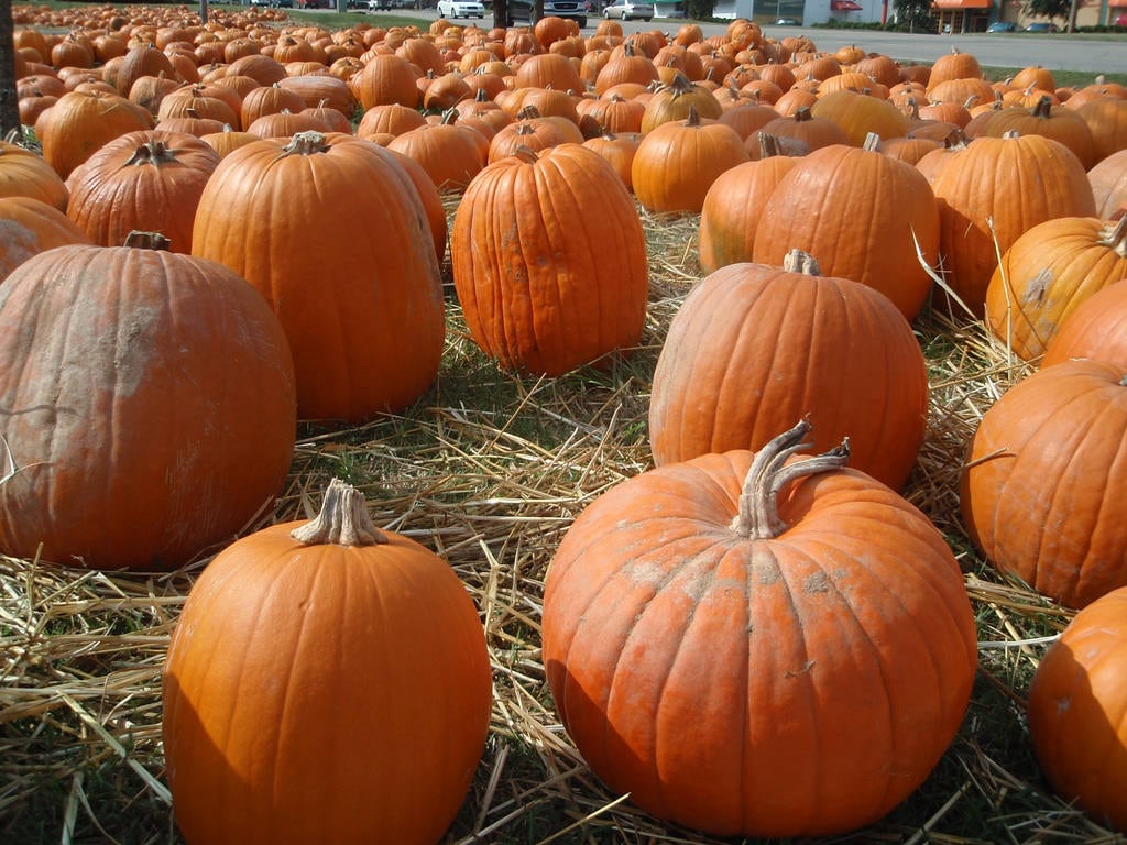 50 CONNECTICUT FIELD PUMPKIN BigTom Orange Yankee Cucurbita Pepo Vegetable Seeds