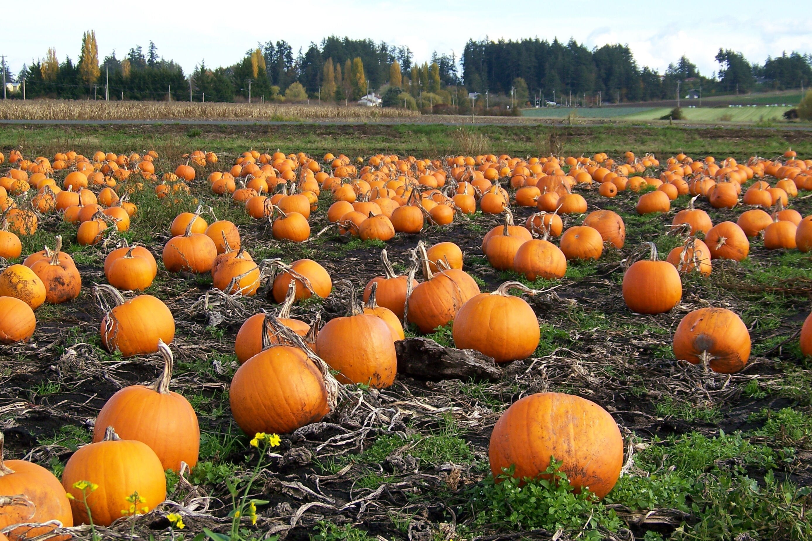 40 SMALL SUGAR PUMPKIN Orange Pie or Carving Cucurbita Pepo Vegetable Seeds