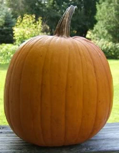 40 SMALL SUGAR PUMPKIN Orange Pie or Carving Cucurbita Pepo Vegetable Seeds